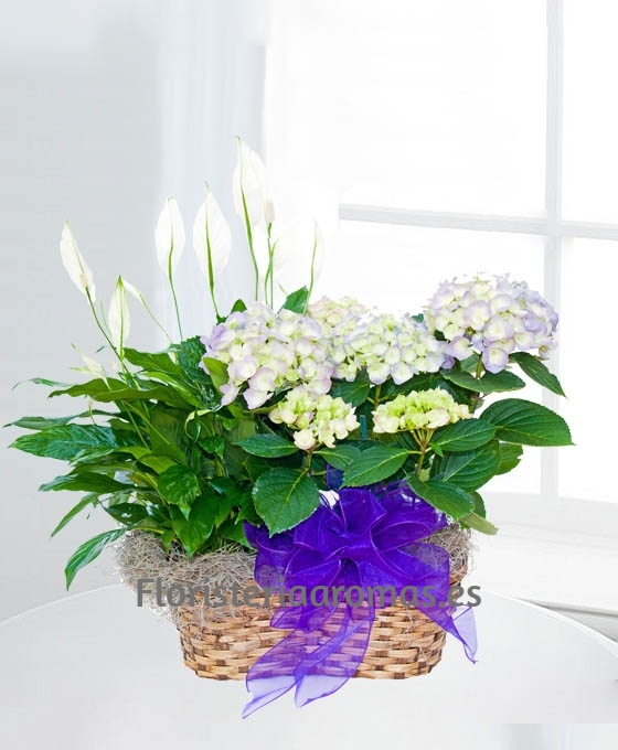 Cesta de Plantas Toronto para regalar